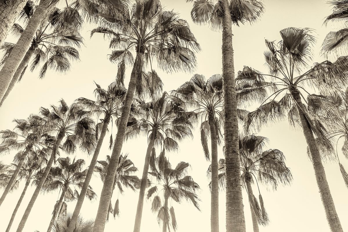 CANARY ISLAND PALM TREES. by Andrew Lever