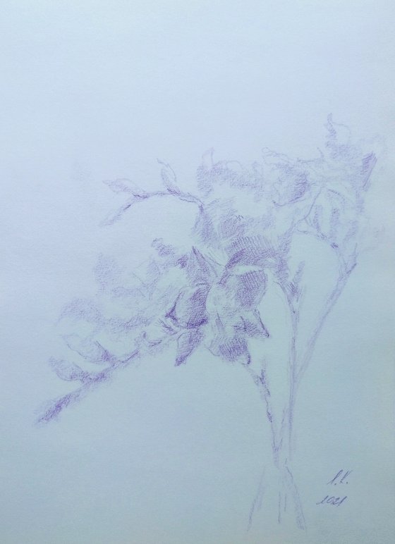 Freesias #7. Drawing with a purple pencil on paper