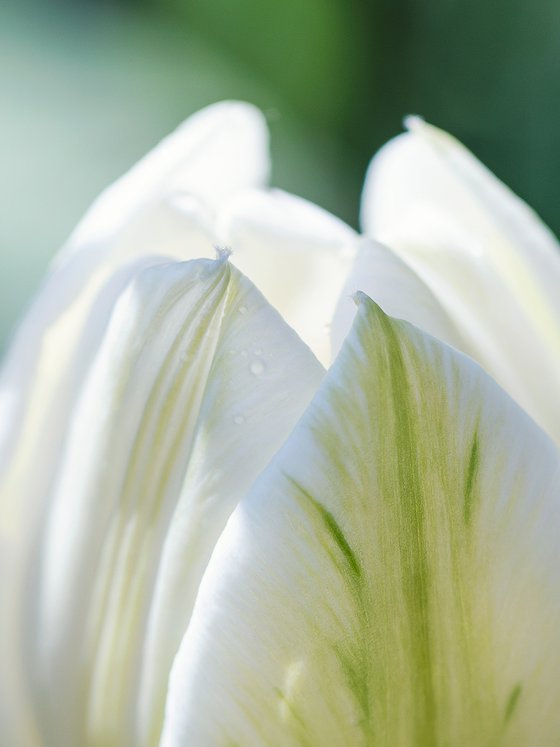 White tulip in the green