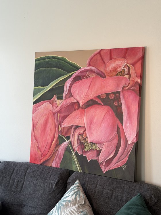 Medinilla