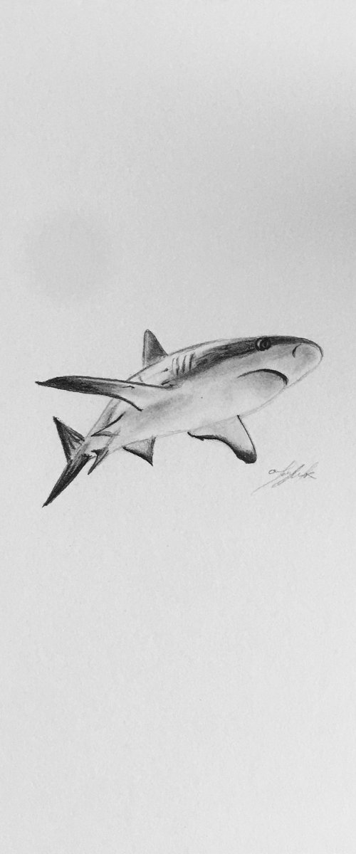 Great white by Amelia Taylor