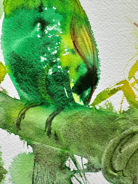 Toucan