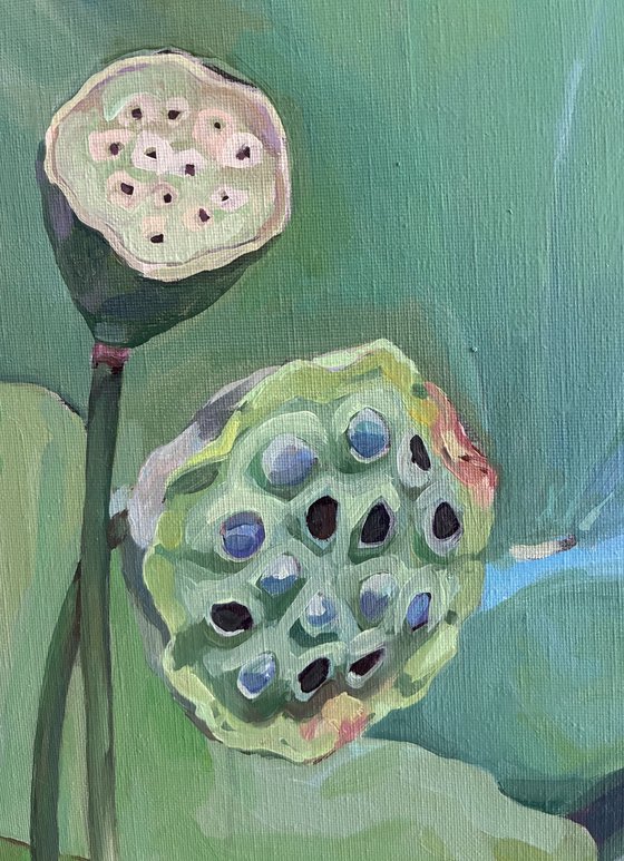 Lotus pond. Seed pods