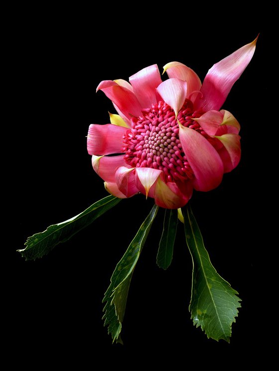 Pink Waratah - Shady Lady
