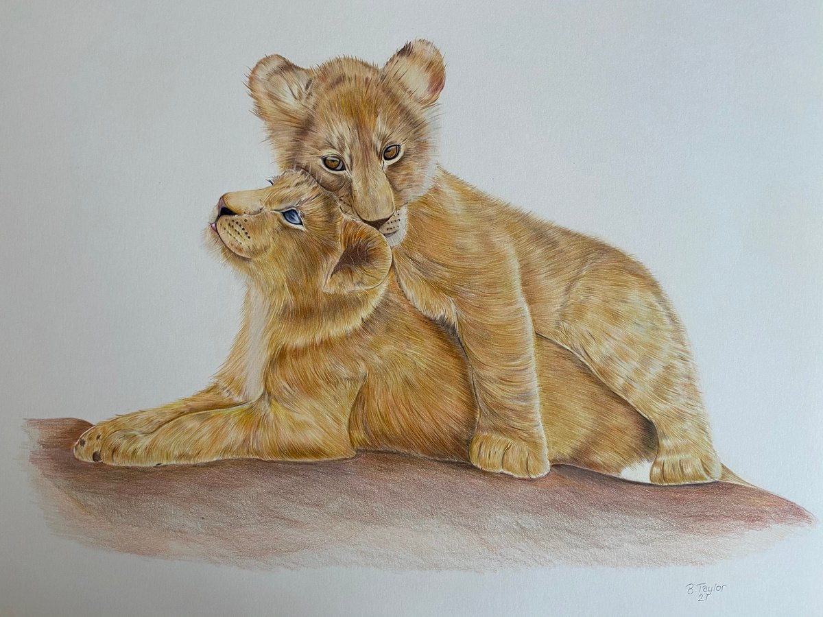 Lion Cubs by Bethany Taylor