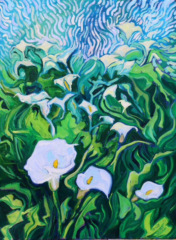 Pure White Arum Lilies
