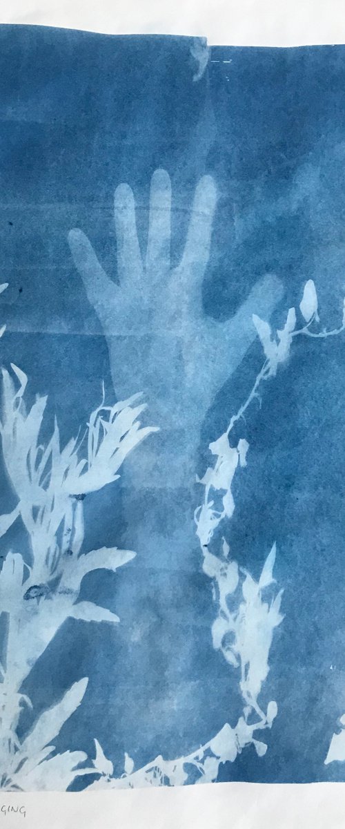 Emerging - Cyanotype by Georgia Merton