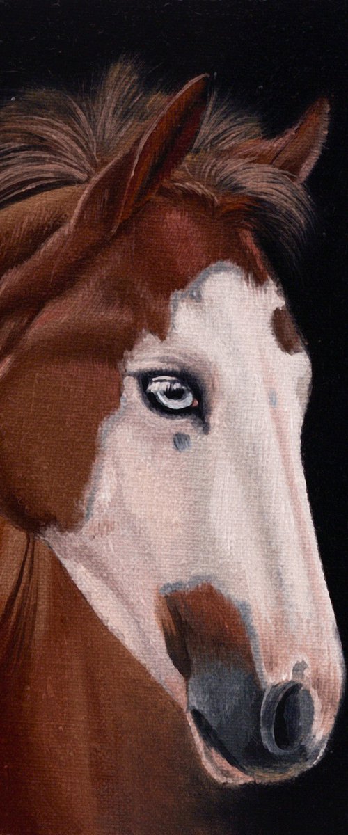 Horse Portrait 35 by Anastasia Parfilo