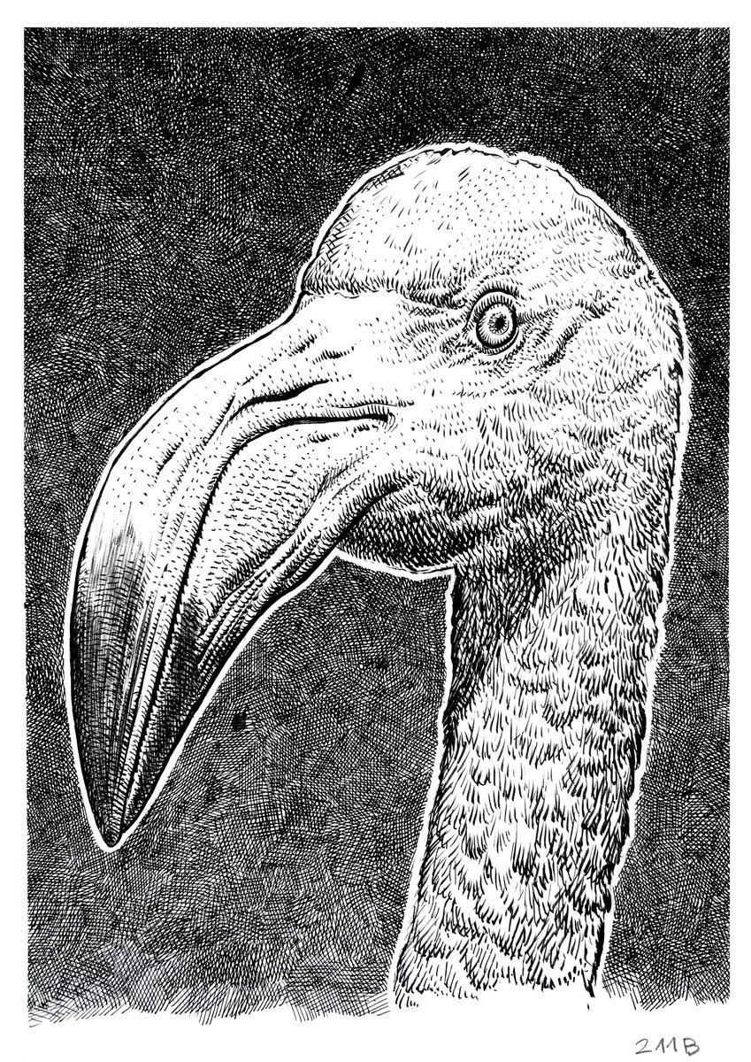 Portrait Ink Drawing By Dario Moschetta, 8 X 11, Portrait 211B.2020, Original Artwork