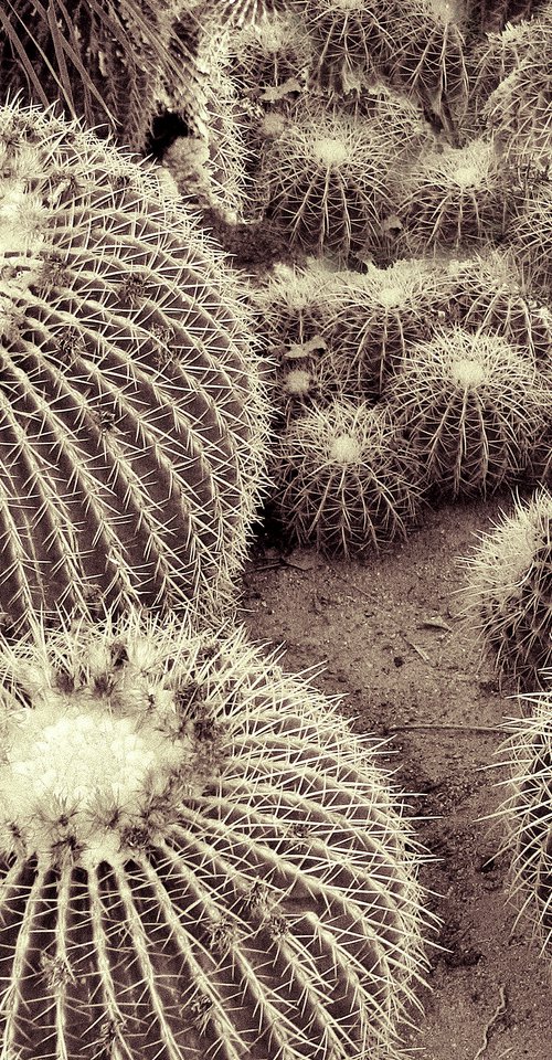 CACTI OF THE BEHOLDER Joshua Tree National Park CA by William Dey