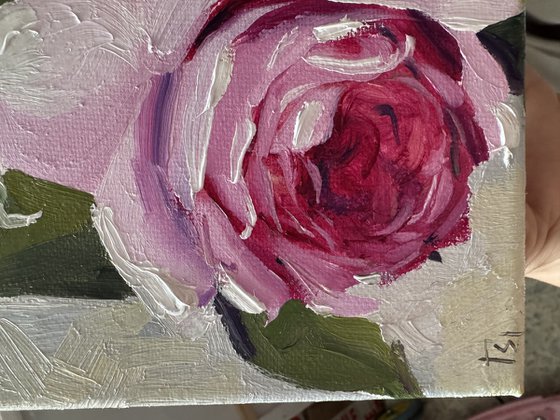 Tender Rose