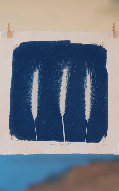 Wall Barley, (Cyanotype) by Ed Watts