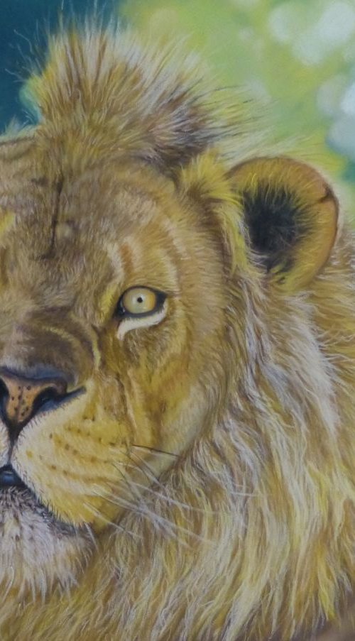 Young Lion - pastel drawing by Silvia Frei