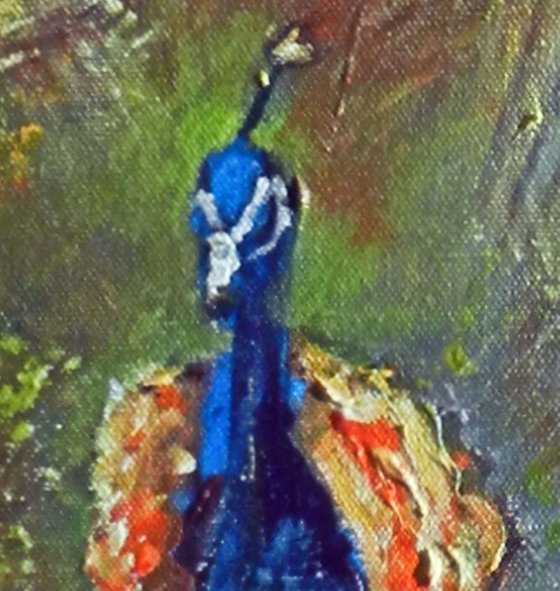 Peacock
