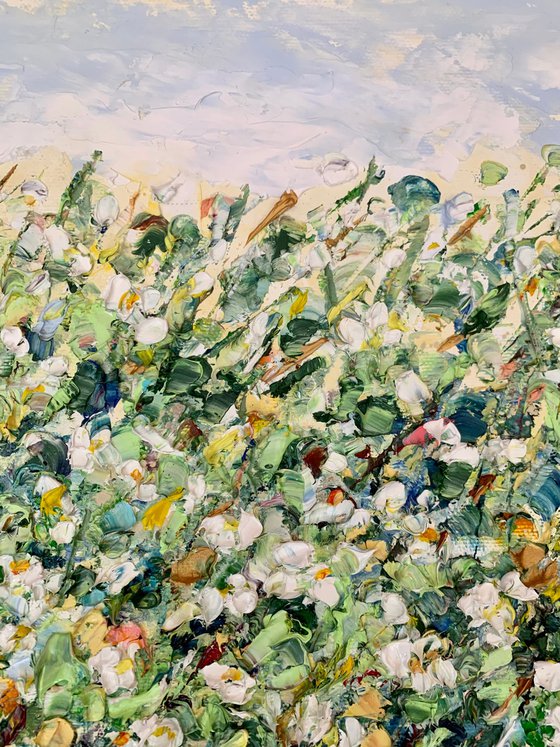 White daisies in the field