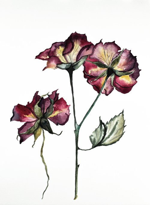 Rosa No. 2 by Elizabeth Becker