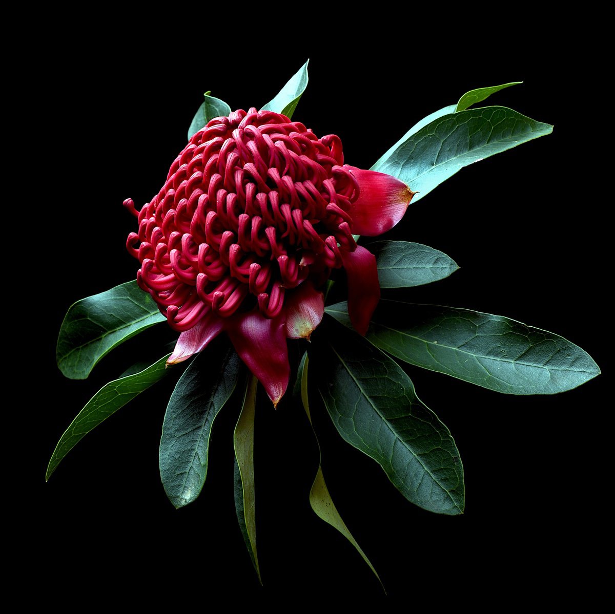 Botanical Photograph By Nadia Culph, 31 X 31", Telopea Speciossima, Original Artwork