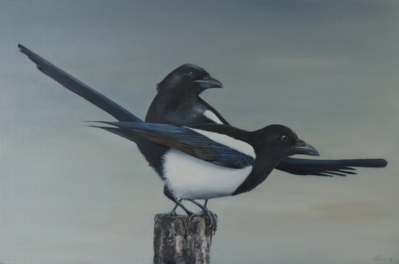 Two for Joy- Magpies