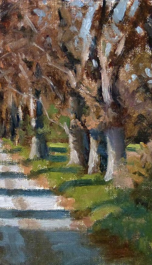 Alley of plane trees in La Baume. by Pascal Giroud