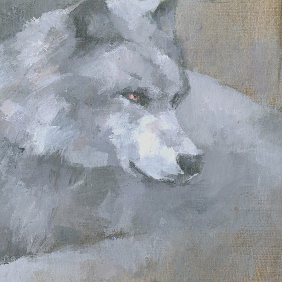 Gaze Of The Grey Wolves