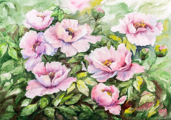 Pink peonies