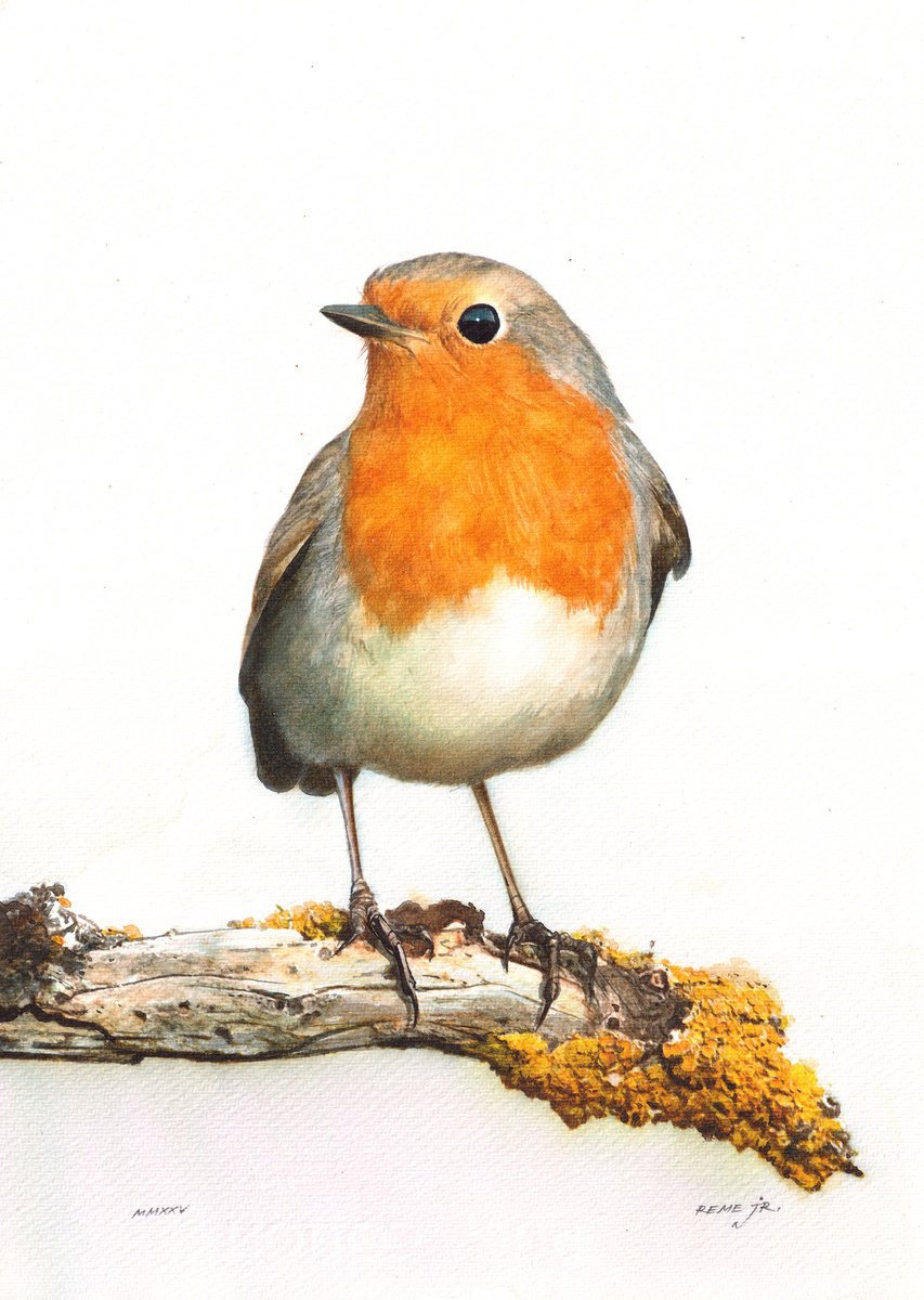 Photorealistic Animal Watercolour By Reme Jr., 10 X 14", Red Robin, Original Artwork