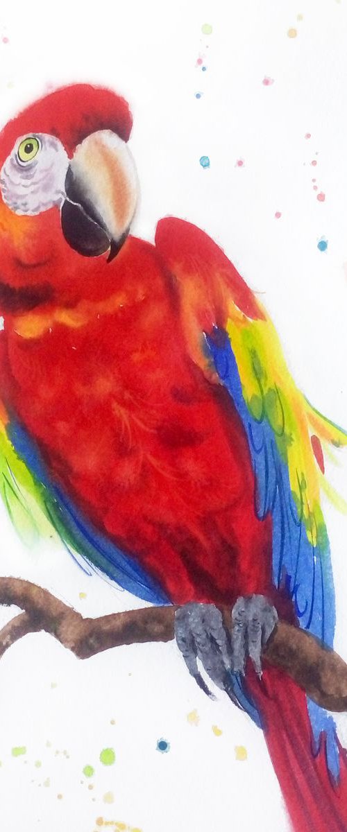 RESERVED for HELEN - Red Macaw by Olga Beliaeva Watercolour