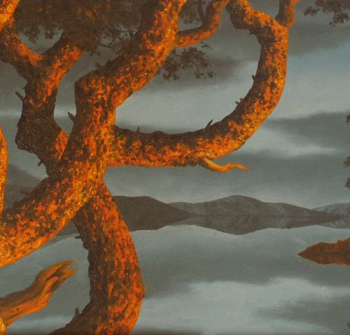 Evening glow on Scots pine by Anthony Al Gulaidi