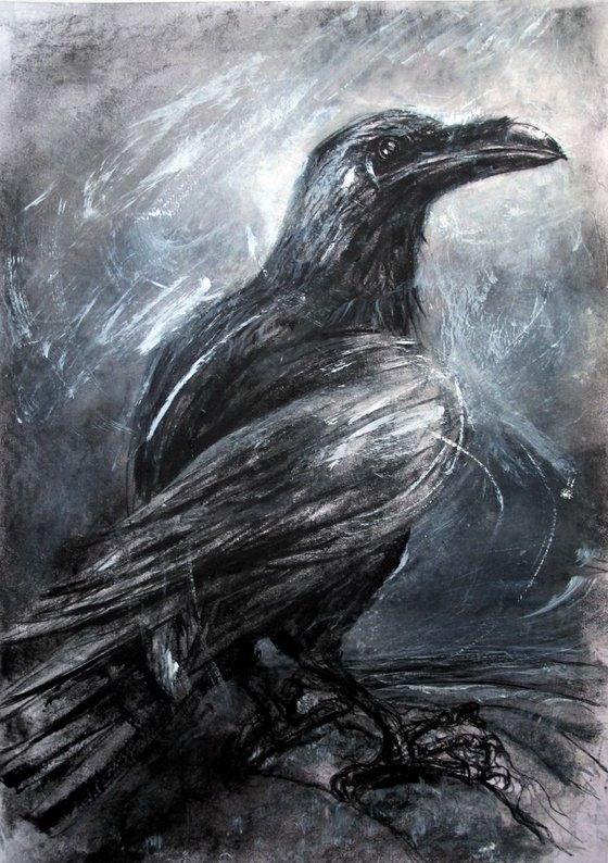 Raven. Longsleddale 3