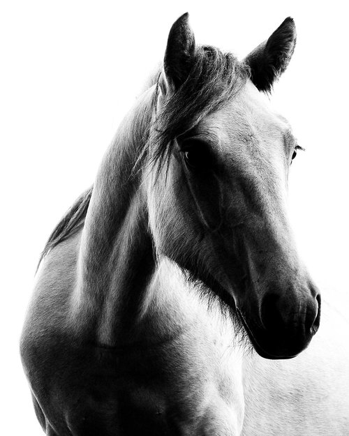 White Horse by oconnart
