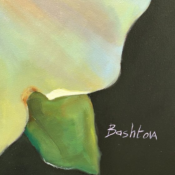 Radiance of the Morning Rose