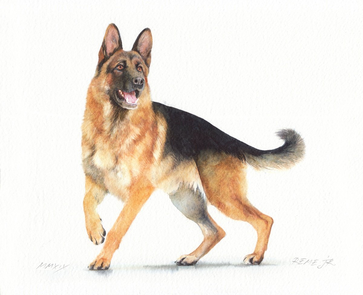 Photorealistic Animal Watercolour By Reme Jr., 12 X 10", German Shepherd Ii, Original Artwork