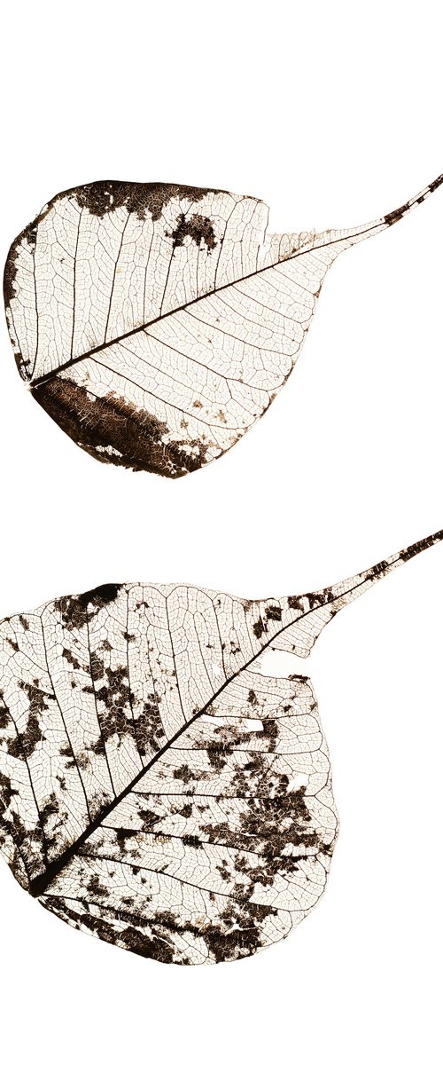 Fallen Leaves #2 by Tal Paz-Fridman