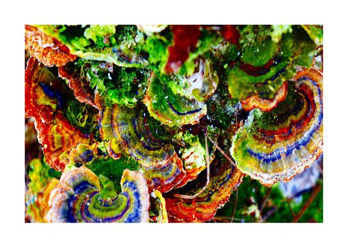 Pop Coloured Mushrooms by Richard Vloemans