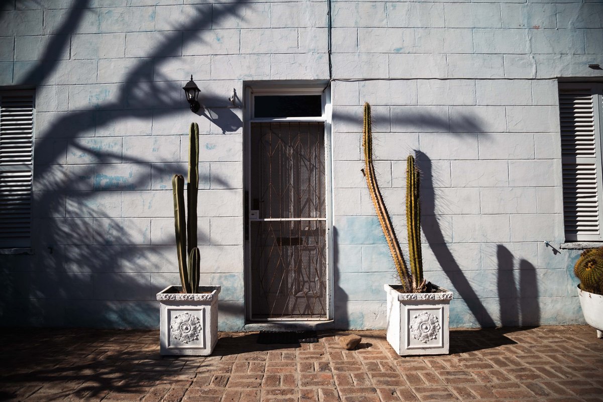 Shadows and Saguaro III by Fatima Mian