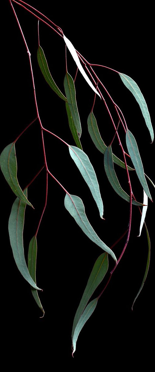 Silver Princess Leaves by Nadia Culph