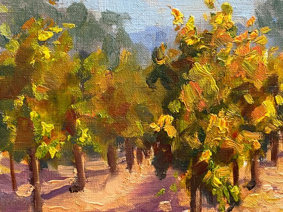 Fall Vineyards In Napa Valley