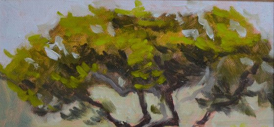Tree in the Villa above Florence Italy Plein Air Landscape Oil Painting