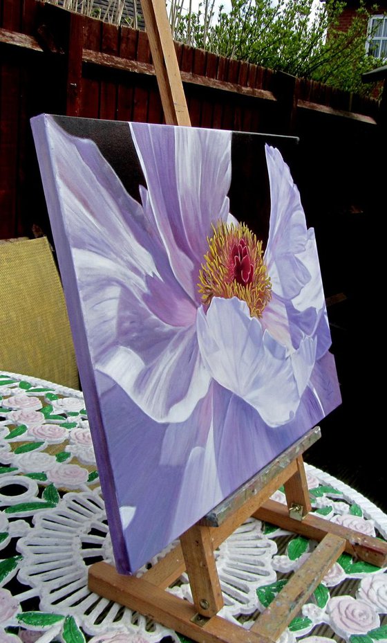 Peony in the sun