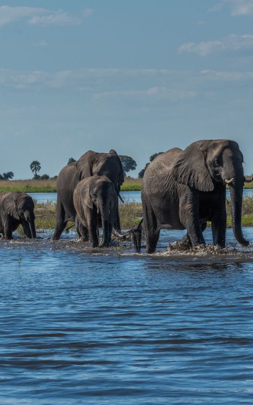 Chobe or not Chobe by Nick Dale