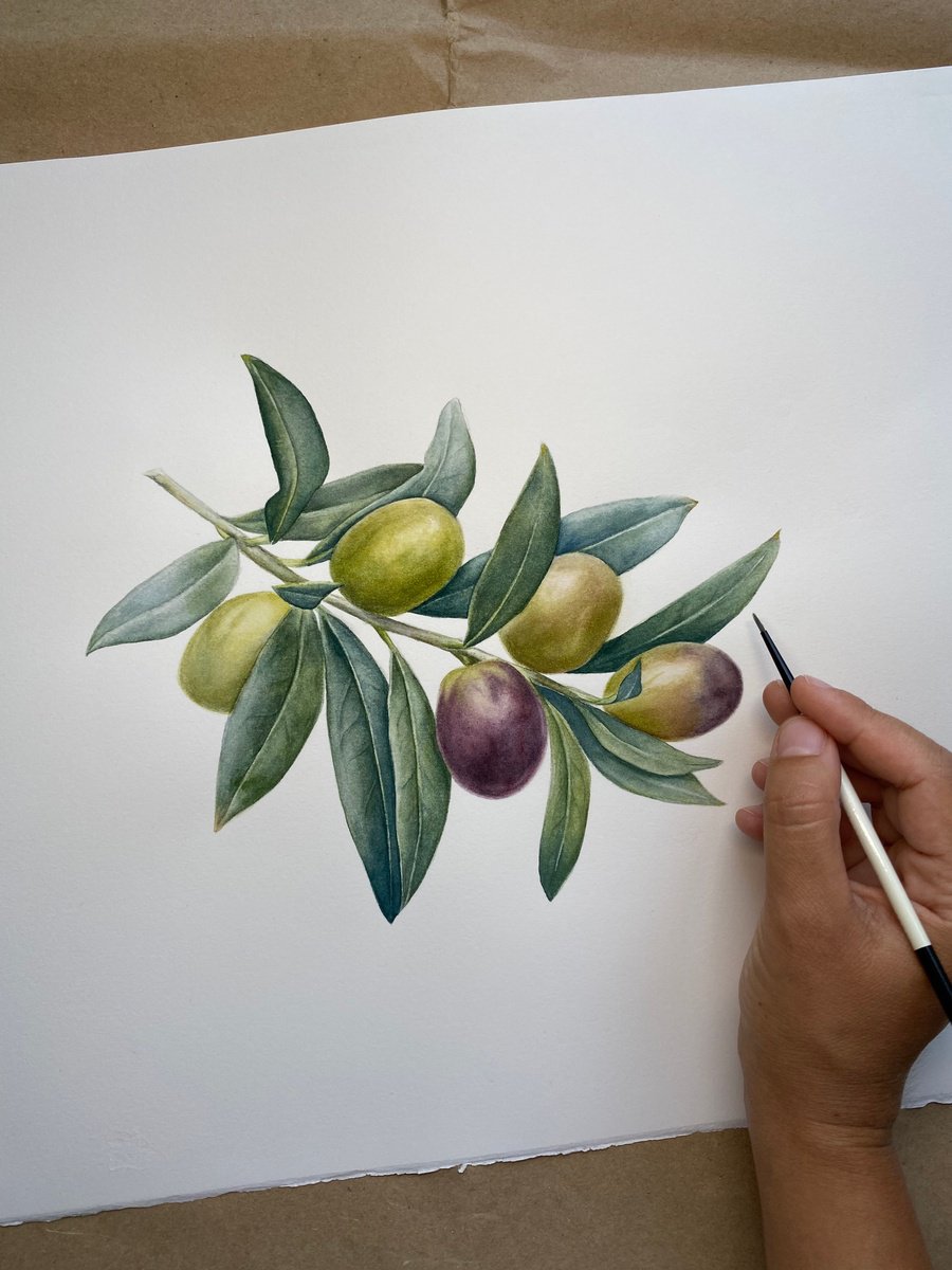 Photorealistic Watercolour , Olive Branch By Anna Lyashenko, 17 X 13, Artwork For Sale On Artfinder