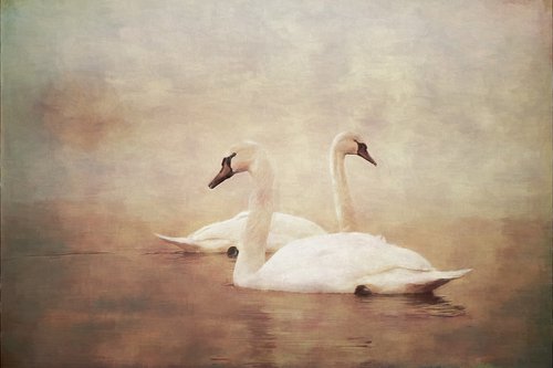 Swans... by Martin  Fry