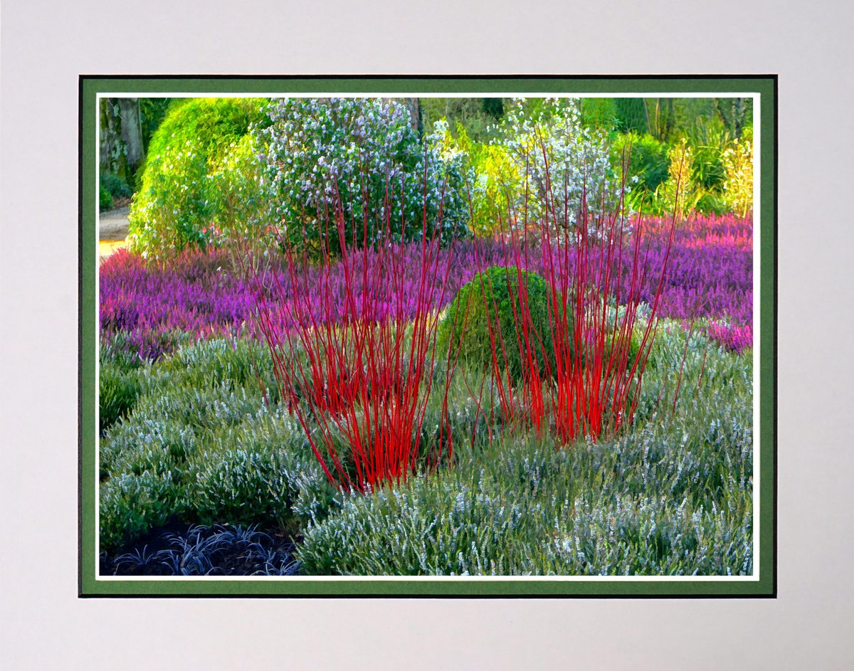 Winter colour garden by Robin Clarke