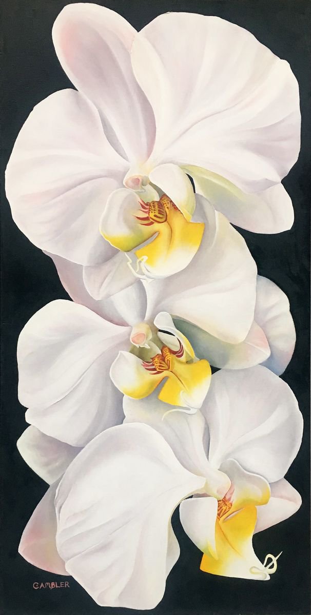 Three White Orchids by Charlotte Ambler