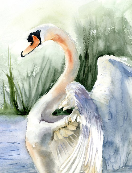 Swan #2  -  Original Watercolor Painting