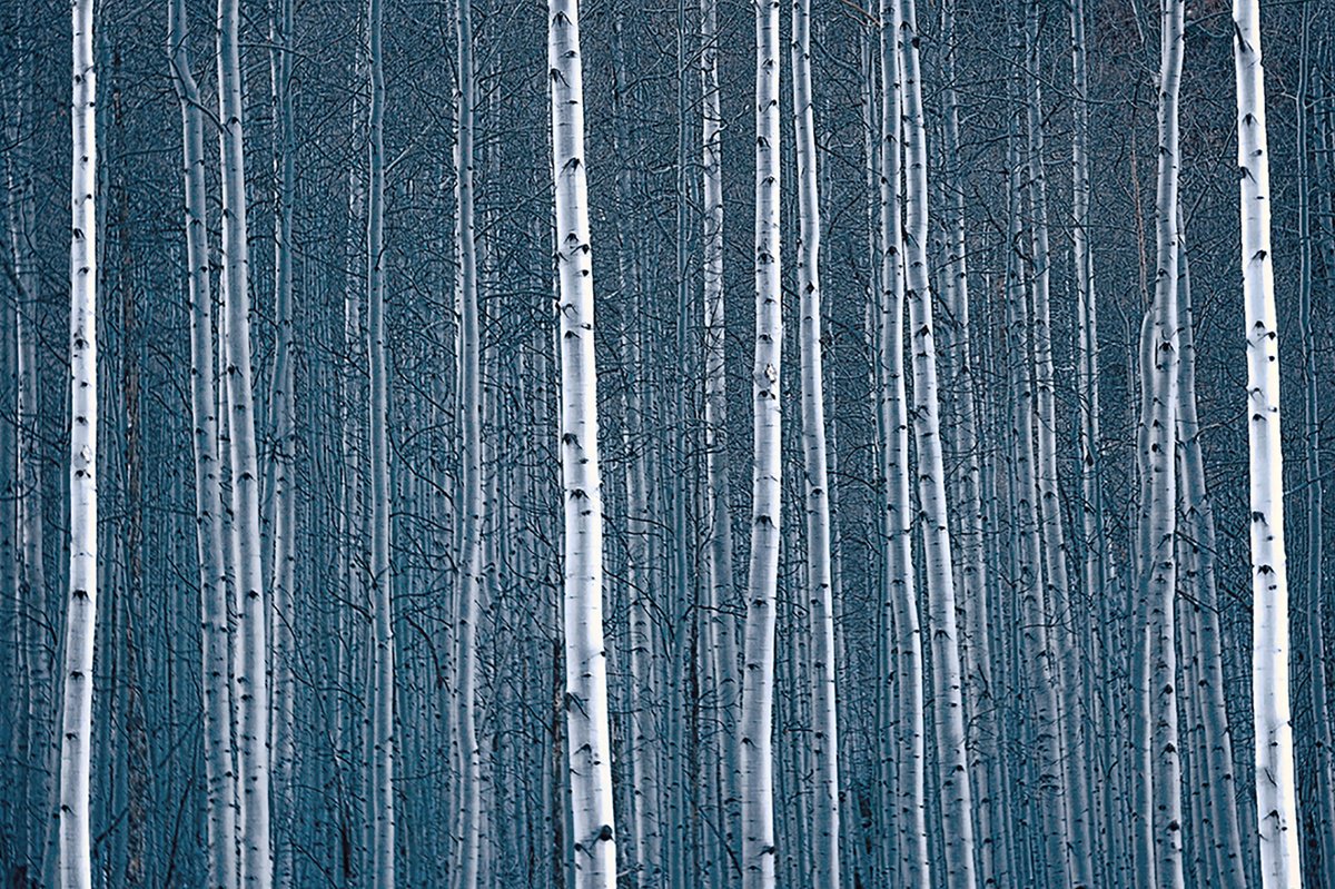 Aspen Blues by Emily Kent