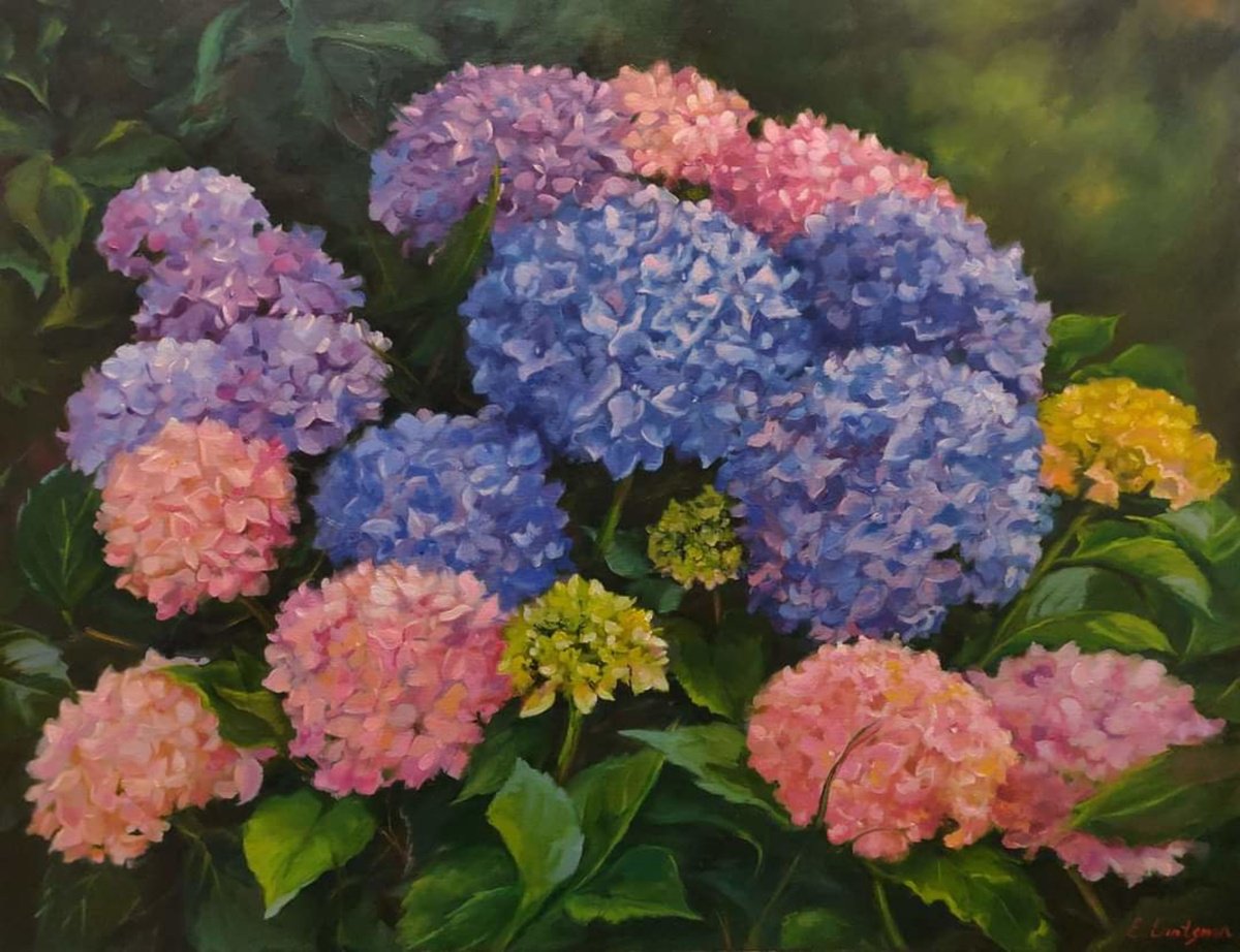 Hydrangea by Jane Lantsman