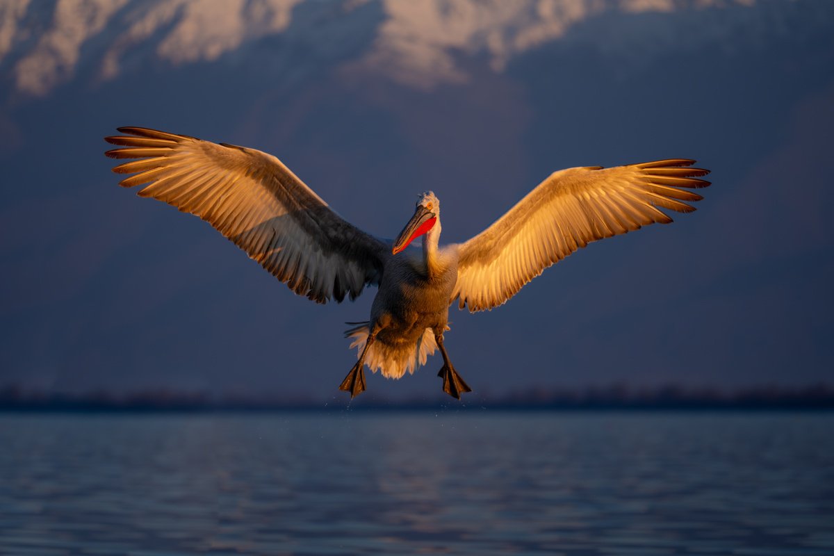 Photorealistic Animal Photograph By Nick Dale, 53 X 38", Wings Of Gold, Original Artwork