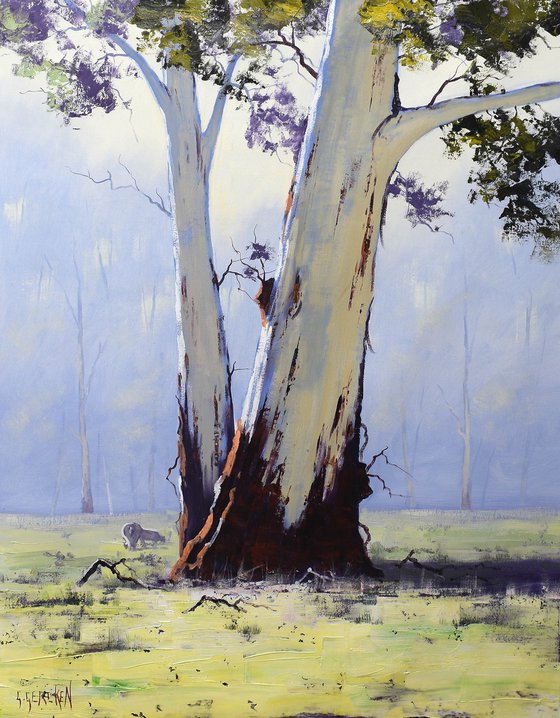 Australian Eucalyptus trees with sheep grazing