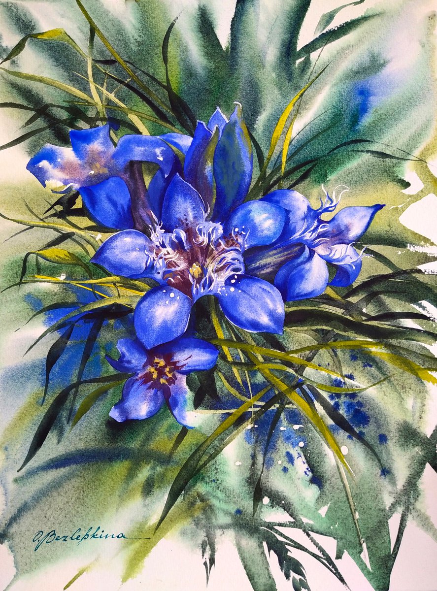 Gentiana - blue mountain flower by Olga Bezlepkina